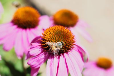 Close-up of honey bee on eastern purple coneflower during sunny day