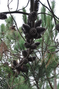 Low angle view of palm tree