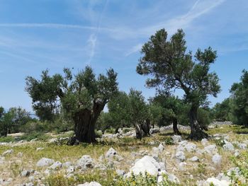 View of trees on field against sky