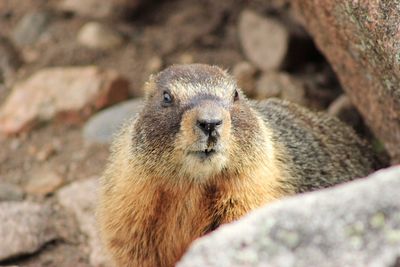 Close-up of squirrel on rock