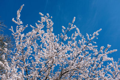 Low angle view of flowering plant against blue sky