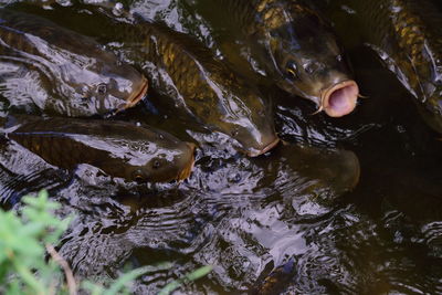 High angle view of fish swimming in lake