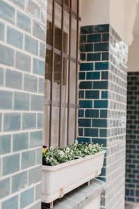 Flower plants against brick wall