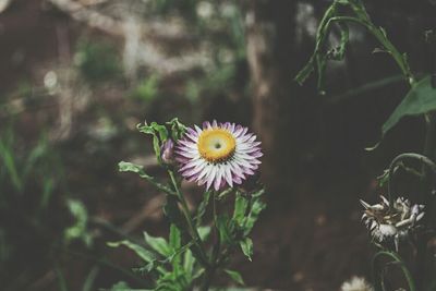 Close-up of yellow flower