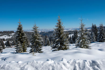 Snow covered pine trees against sky