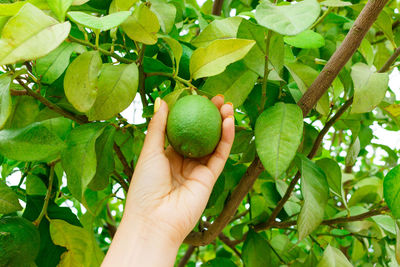 Girl hand holding green young lemon in lemon tree