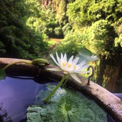 Close-up of flower floating on water