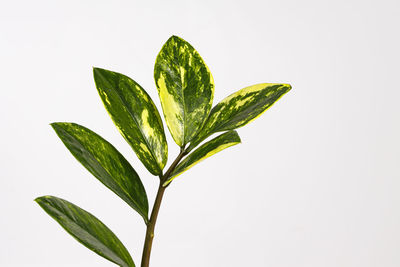 Close-up of plant against white background