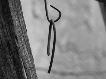 Close-up of plant hanging on tree trunk