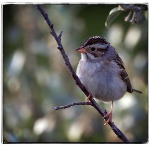 Close-up of bird perching on tree