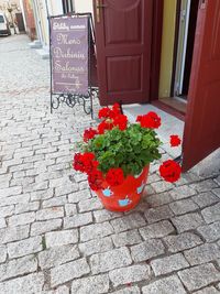 High angle view of red flower on footpath