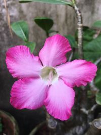 Close-up of pink flower blooming outdoors
