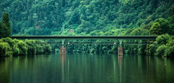 Bridge over lake in forest