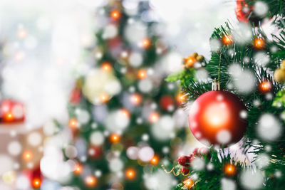Close-up of christmas tree