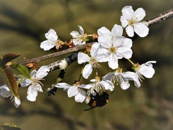 Close-up of white cherry blossoms