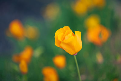 Close-up of yellow flowering plant on field