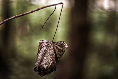 Close-up of dry leaf hanging on plant