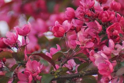 Close-up of pink flowers
