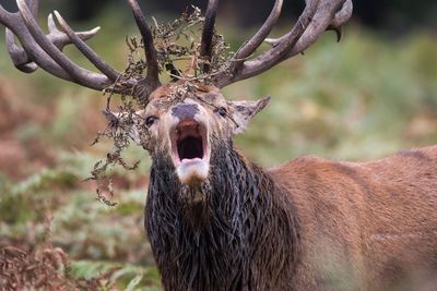 Close-up portrait of deer roaring in forest