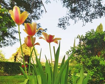 Close-up of flowering plant against sky