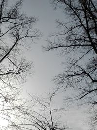 Low angle view of silhouette tree against clear sky