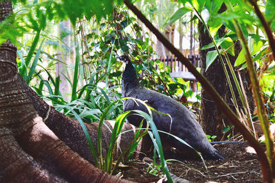 View of a lizard on a tree