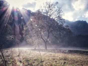 Trees on field against sky