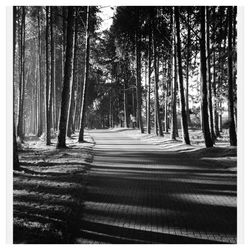 Road passing through forest