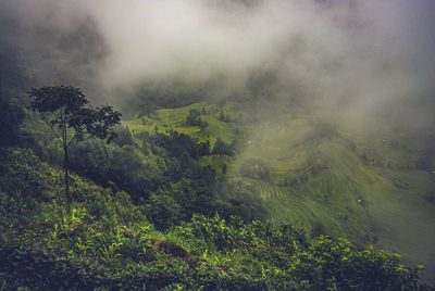 Trees and plants growing on land