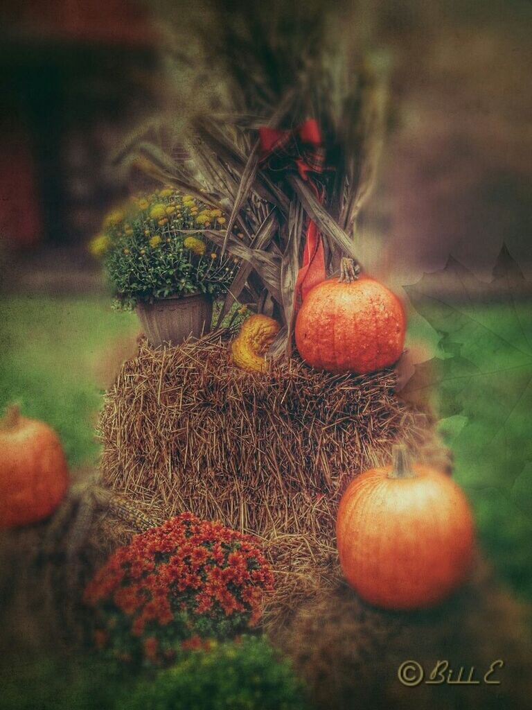 focus on foreground, close-up, freshness, food and drink, field, food, selective focus, growth, healthy eating, red, fruit, nature, no people, agriculture, plant, vegetable, day, outdoors, still life, farm