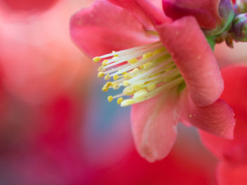 Close-up of pink rose flower