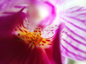 Close-up of pink flower