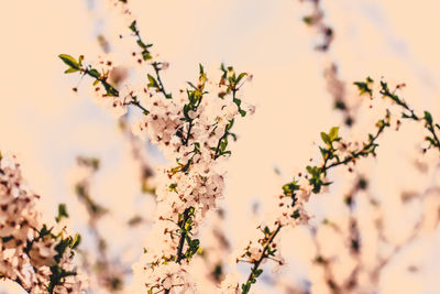 Close-up of plants