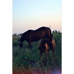 Side view of horses grazing on grassy field