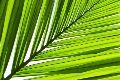 Close-up of palm leaf