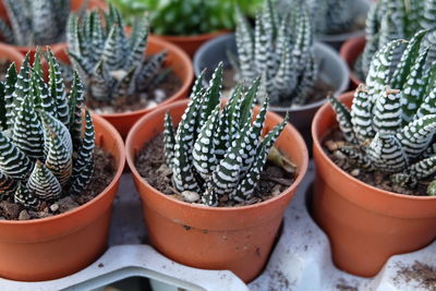 High angle view of potted succulent plants