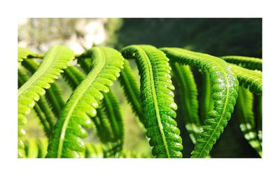 Close-up of fern