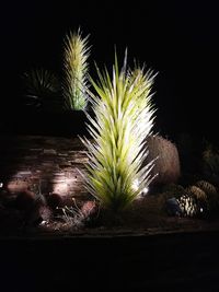 Close-up of cactus plant against sky at night