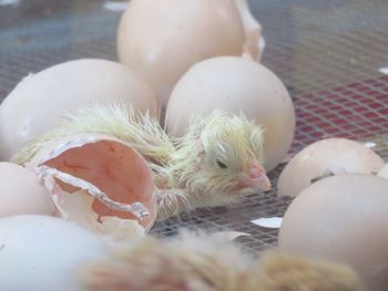 Close-up of birds