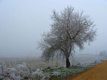 Tree on landscape against sky