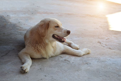 Dog lying on floor