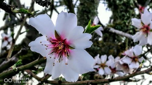 Close-up of pink flower tree