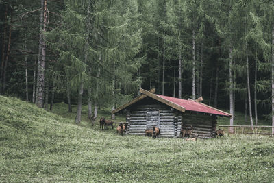 Gazebo on field against trees in forest