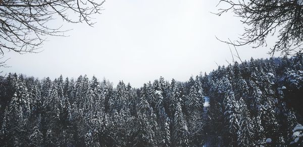 Low angle view of trees in forest against clear sky