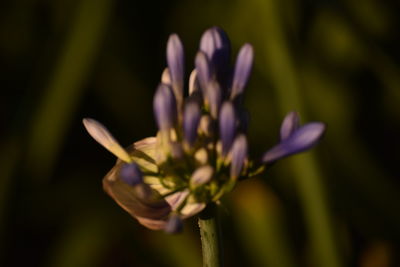 Close-up of purple flower blooming outdoors