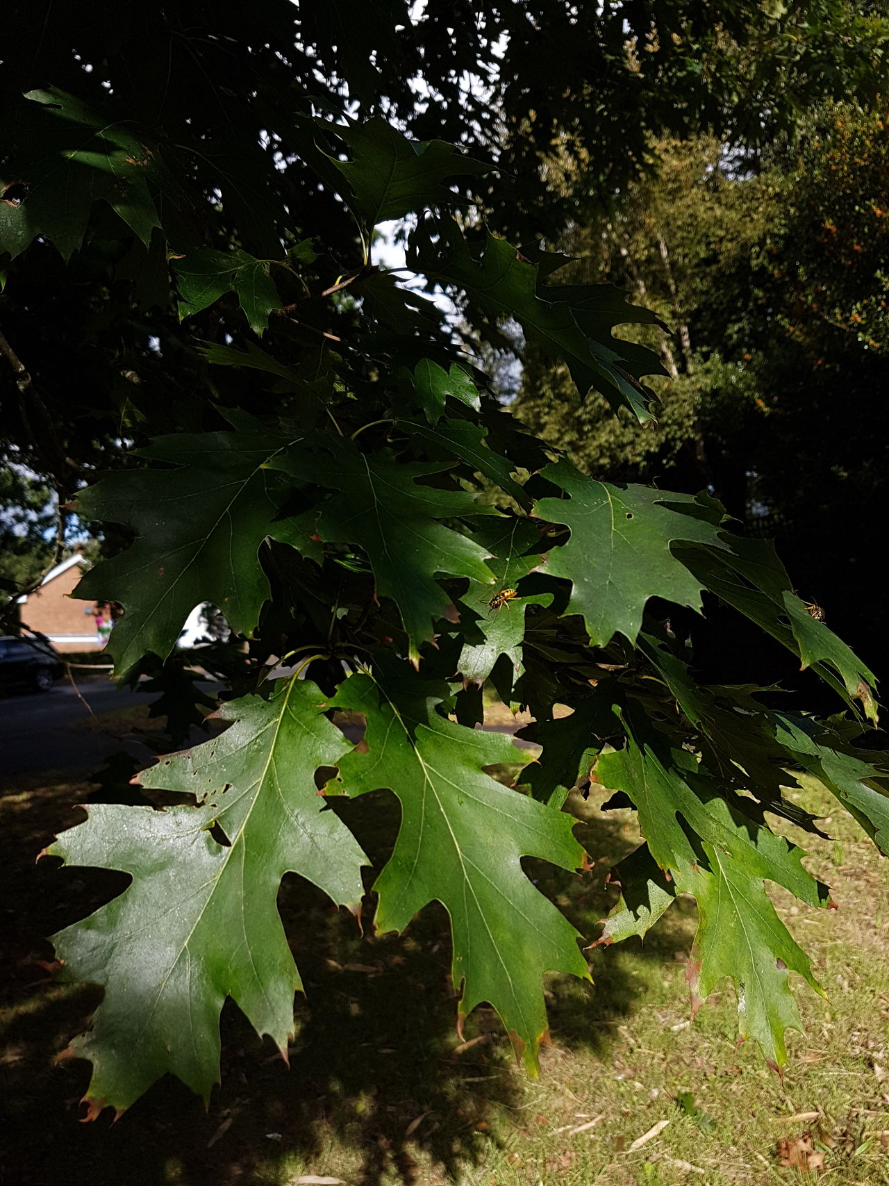 Angular leaves