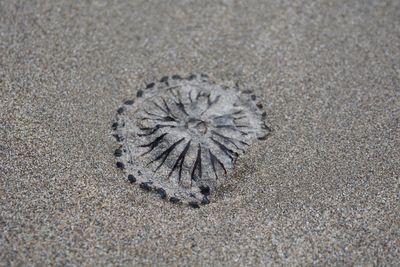 High angle view of shell on sand