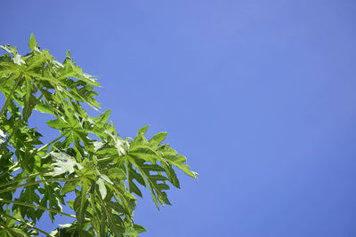 Low angle view of leaves against clear blue sky