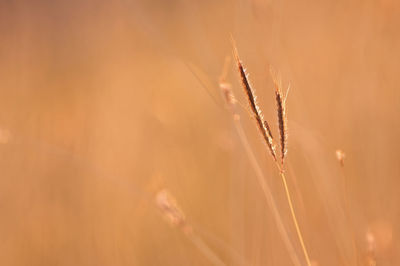 Close-up of stalks in field against orange sky
