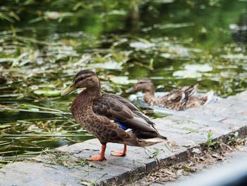 Close-up of duck in lake